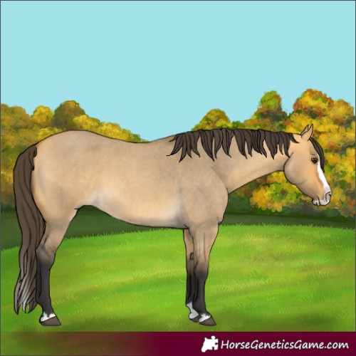 Horse Color:Buckskin Roan Dun Splash 