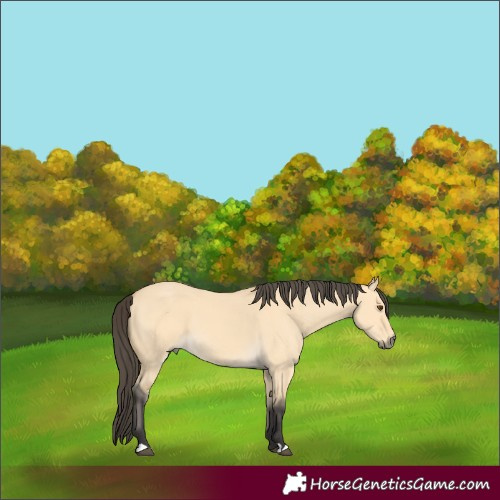 Horse Color:Buckskin Dun