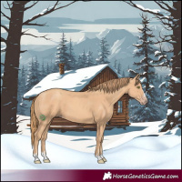Horse Color:Gold Champagne