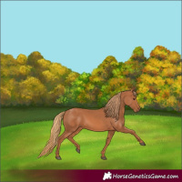 Horse Color:Chestnut 