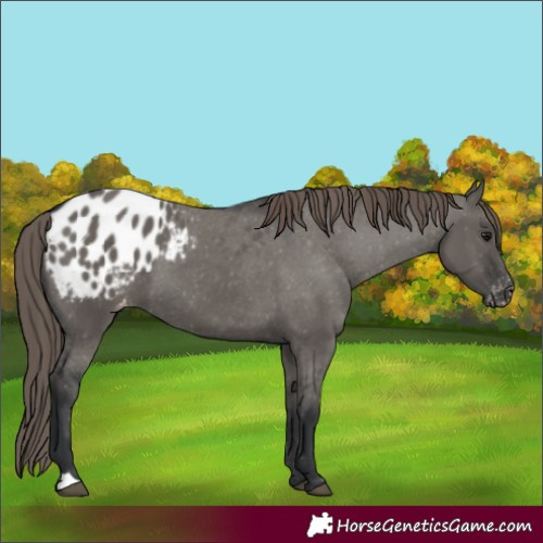 Horse Color:Grullo Appaloosa
