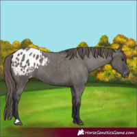 Horse Color:Grullo Appaloosa 