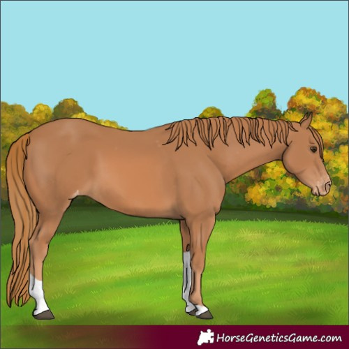 Horse Color:Chestnut Tobiano Appaloosa