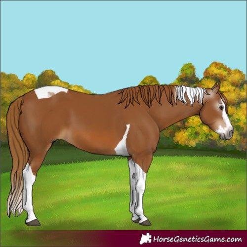 Horse Color:Gray Chestnut Splash Tobiano