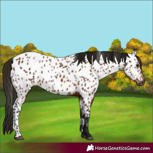 Horse Color:Gray Bay Appaloosa 