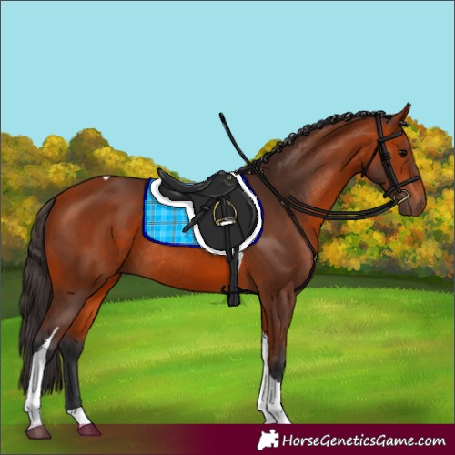 Horse Color:Bay Tobiano Rabicano 