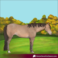 Horse Color:Amber Champagne 