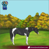 Horse Color:Black Tobiano 