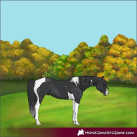 Horse Color:Black Tobiano 