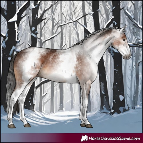 Horse Color:Gray White Spotted Bay 