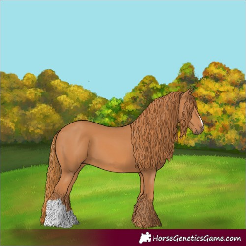 Horse Color:Chestnut 