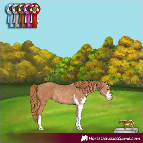 Horse Color:Chestnut Sabino Rabicano 