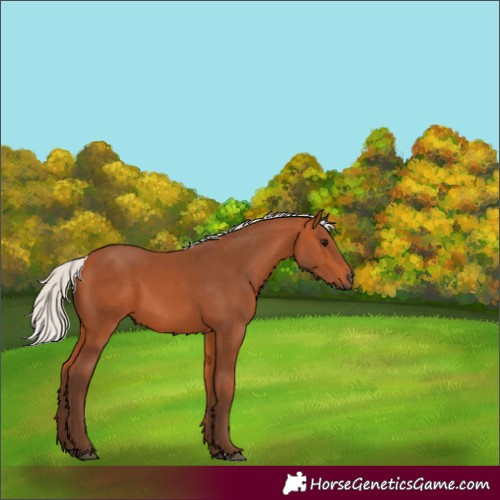 Horse Color:Silver Bay 