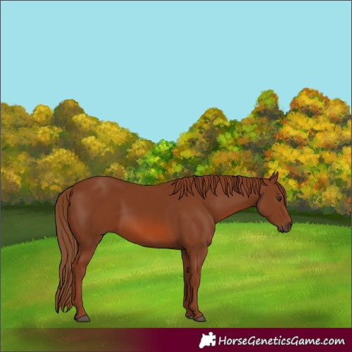 Horse Color:Chestnut 