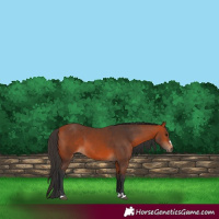 Horse Color:Bay 