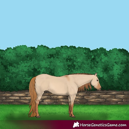 Horse Color:Red Dun