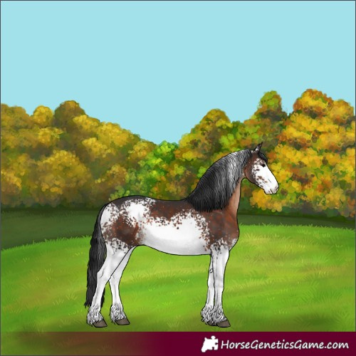 Horse Color:White Spotted Brown 