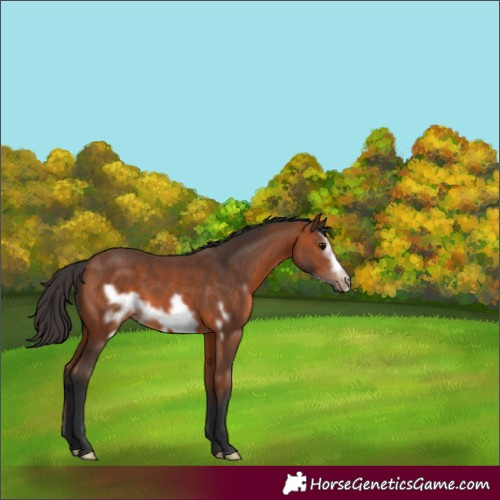 Horse Color:Bay Frame 