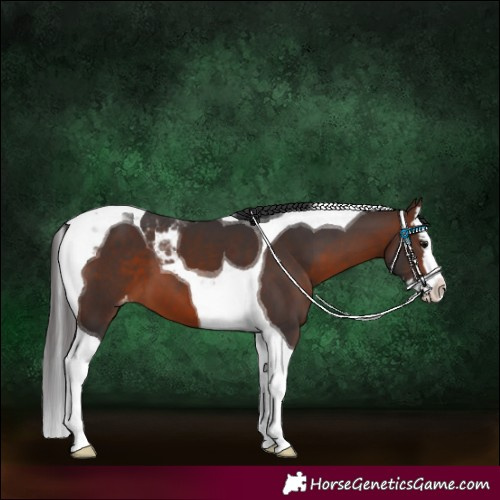 Horse Color:Brown Sabino Splash Tobiano Appaloosa 