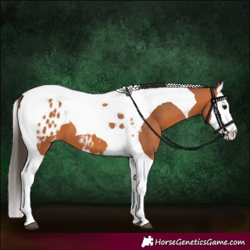 Horse Color:Bay Splash Tobiano Appaloosa 