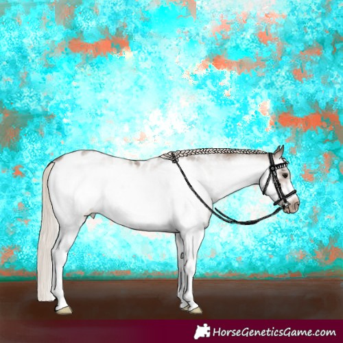 Horse Color:White Spotted Silver Blue Roan Splash Frame Appaloosa 