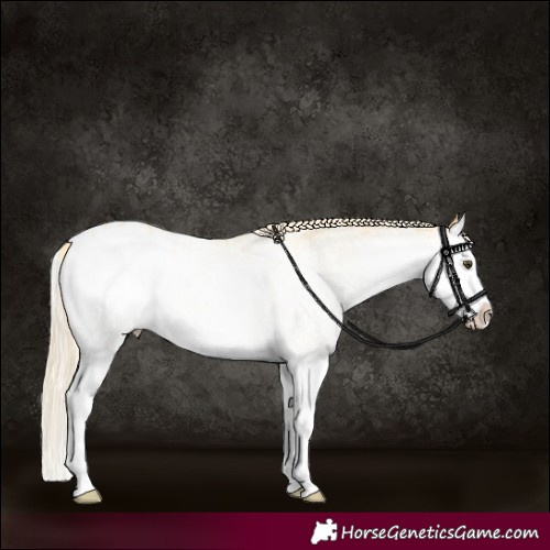 Horse Color:White Spotted Palomino Dun Splash Appaloosa Rabicano 