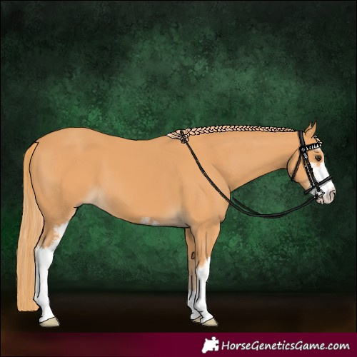 Horse Color:Chestnut Sabino 