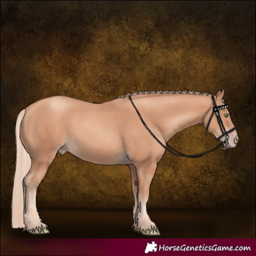 Horse Color:Gold Champagne 