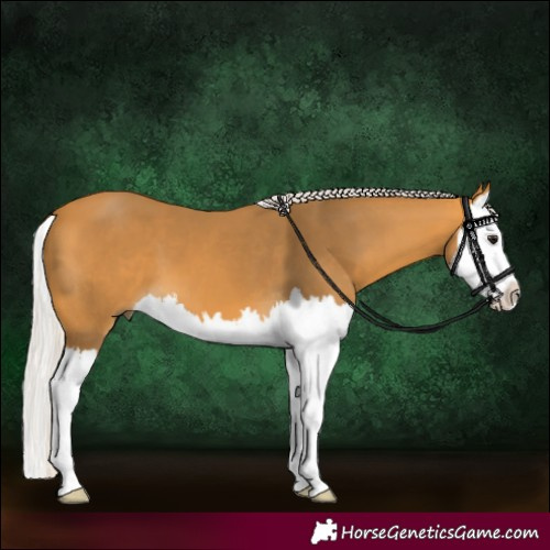 Horse Color:Silver Buckskin Splash