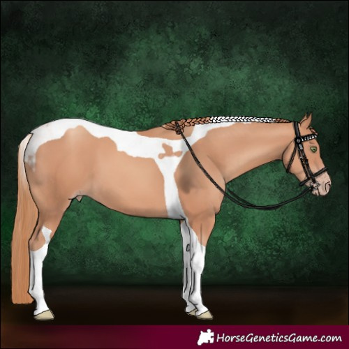 Horse Color:Gold Champagne Tobiano