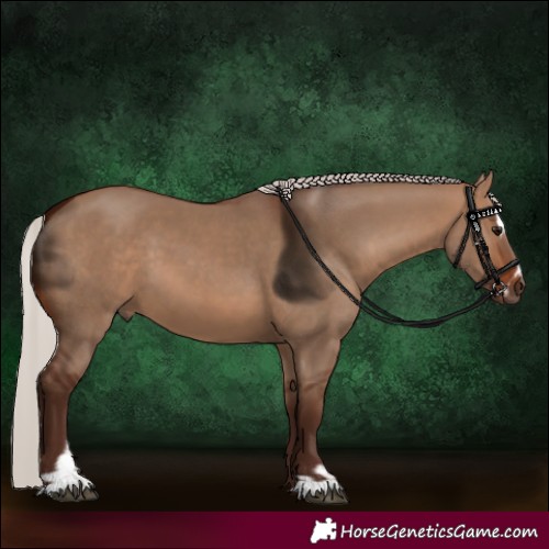 Horse Color:Silver Bay Dun Sabino