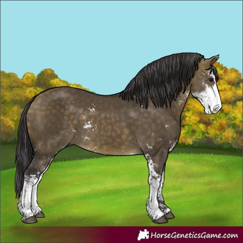Horse Color:Buckskin Dun Sabino