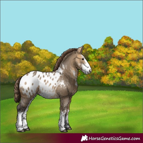 Horse Color:Buckskin Dun Sabino Varnish 