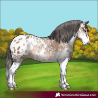 Horse Color:Brown Dun Sabino Appaloosa Rabicano 