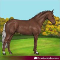Horse Color:Silver Black Sabino 