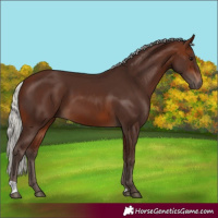 Horse Color:Silver Brown 