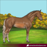 Horse Color:Chocolate Palomino 