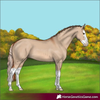 Horse Color:Red Dun Splash 