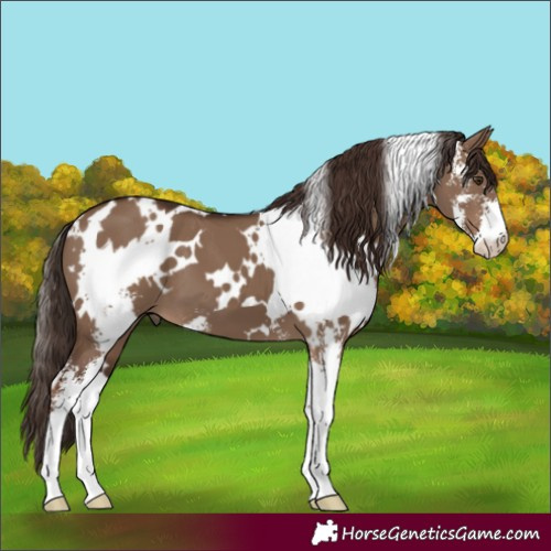 Horse Color:White Spotted Liver Red Dun Sabino 