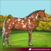 Horse Color:White Spotted Silver Bay 