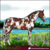 Horse Color:White Spotted Silver Brown