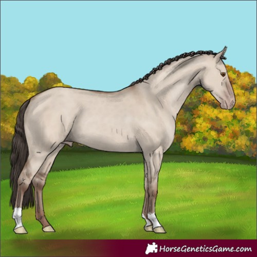 Horse Color:Classic Champagne Dun 