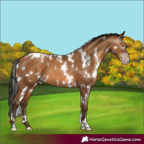 Horse Color:Gray White Spotted Amber Champagne 