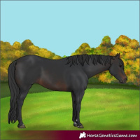 Horse Color:Brown 