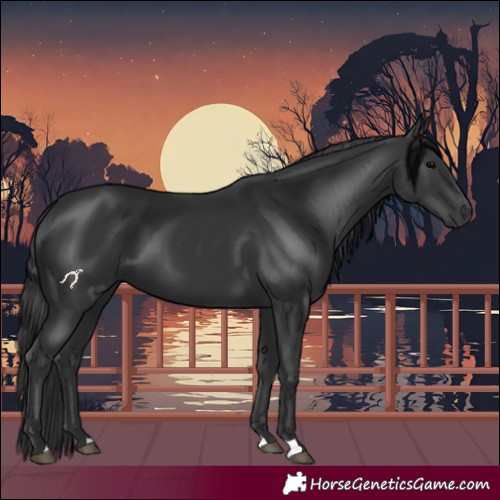 Horse Color:Black 