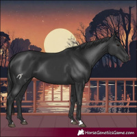 Horse Color:Black 