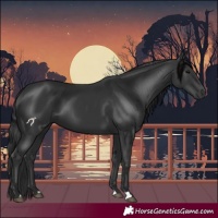 Horse Color:Black 