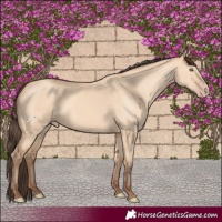 Horse Color:Amber Champagne Dun