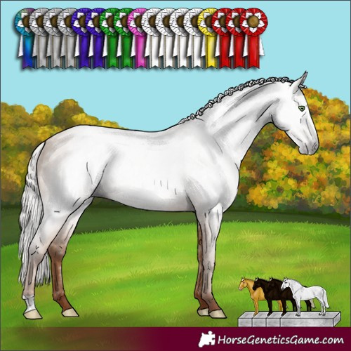 Horse Color:Gray Silver Amber Champagne Rabicano 