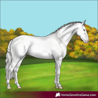 Horse Color:Silver Amber Champagne Sabino 
